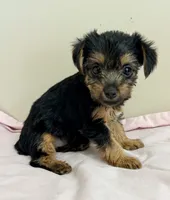 Grace, a female Yorkshire Terrier for sale in Northport, AL – 2 of 2