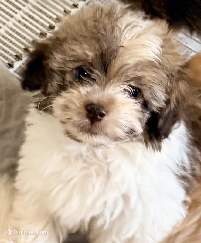 Benny – Mal Shi puppy for sale in Northport, AL