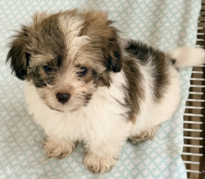 Benny – Mal Shi puppy for sale in Northport, AL
