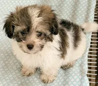 Travis, a male Mal Shi for sale in Northport, AL – 1 of 6