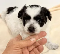 Samson, a male Shihpoo for sale in Northport, AL – 3 of 4