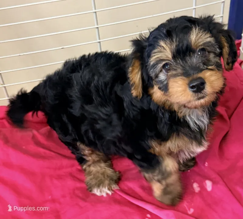 Emma – Yorkipoo puppy for sale in Northport, AL