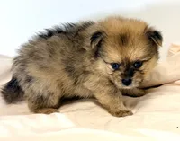 Loki, a male Pomeranian for sale in Northport, AL – 2 of 3