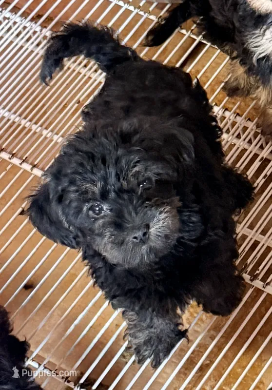 Nina – Yorkipoo puppy for sale in Northport, AL