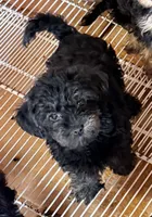 Sally, a female Yorkipoo for sale in Northport, AL – 1 of 2