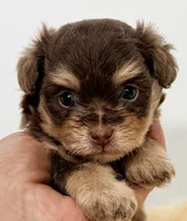 Dixie, a female Pomapoo for sale in Northport, AL – 1 of 4