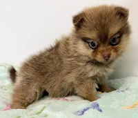 Lacie, a female Pomeranian for sale in Northport, AL – 4 of 4