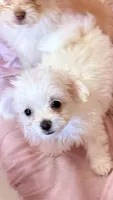 Peanut, a male Mal Shi for sale in Northport, AL – 4 of 6