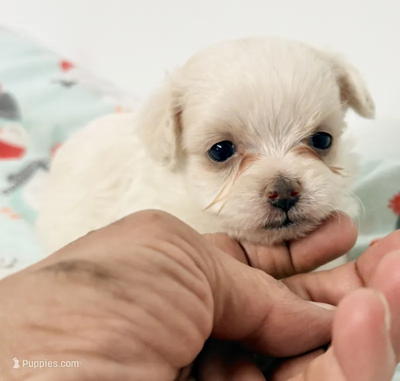 Cotton – Mal Shi puppy for sale in Northport, AL