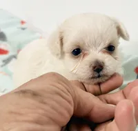 Cotton, a male Mal Shi for sale in Northport, AL – 1 of 3