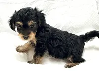Nina, a female Yorkipoo for sale in Northport, AL – 3 of 3