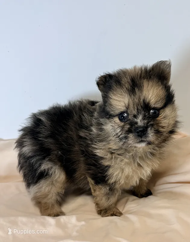 Patches – Pomeranian puppy for sale in Northport, AL