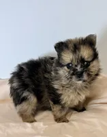 Patches, a male Pomeranian for sale in Northport, AL – 1 of 3