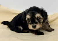 Jackson, a male Pomapoo for sale in Northport, AL – 4 of 4
