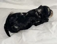 Belle, a female Yorkipoo for sale in Northport, AL – 4 of 4