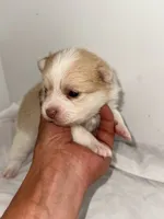 CoCo, a female Pomeranian and Yorkshire Terrier for sale in Northport, AL – 4 of 4