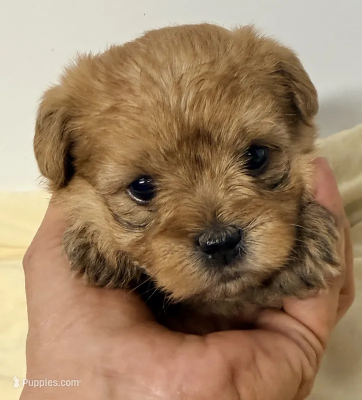 Jacob – Maltipoo puppy for sale in Northport, AL