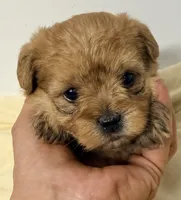 Jacob, a male Maltipoo for sale in Northport, AL – 1 of 3