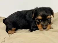 Karter, a male Yorkshire Terrier for sale in Northport, AL – 1 of 1