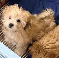Harley, a male Pomapoo for sale in Northport, AL – 3 of 4
