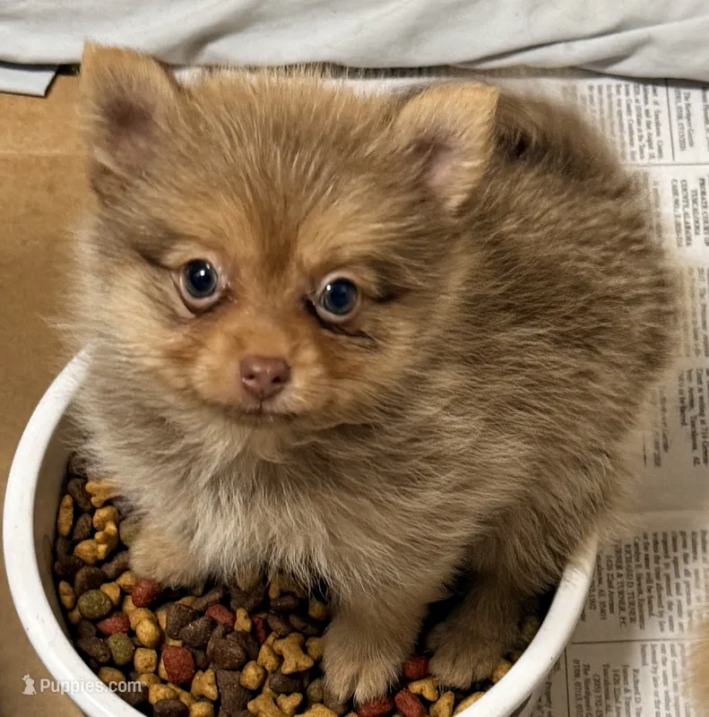 Lacie – Pomeranian puppy for sale in Northport, AL