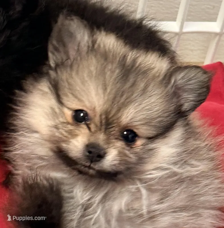 Tucker – Pomeranian puppy for sale in Northport, AL