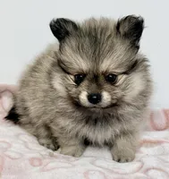 Tucker, a male Pomeranian for sale in Northport, AL – Photo 1 of 4