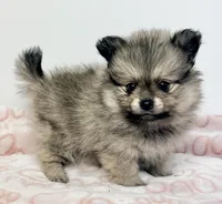 Tucker, a male Pomeranian for sale in Northport, AL – Photo 4 of 4