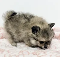 Tucker, a male Pomeranian for sale in Northport, AL – Photo 3 of 4