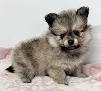 Tucker, a male Pomeranian for sale in Northport, AL – Photo 2 of 4