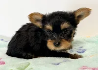 Milo, a male Yorkshire Terrier for sale in Northport, AL – 2 of 3