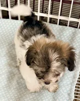 Travis, a male Mal Shi for sale in Northport, AL – 4 of 6