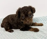 Penny, a female Yorkipoo for sale in Northport, AL – 3 of 3