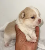 CoCo, a female Pomeranian and Yorkshire Terrier for sale in Northport, AL – 3 of 4