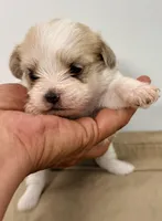 Trixie, a female Maltipom for sale in Northport, AL – Photo 4 of 4