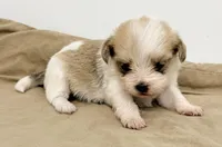 Trixie, a female Maltipom for sale in Northport, AL – Photo 2 of 4