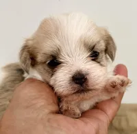 Trixie, a female Maltipom for sale in Northport, AL – Photo 3 of 4
