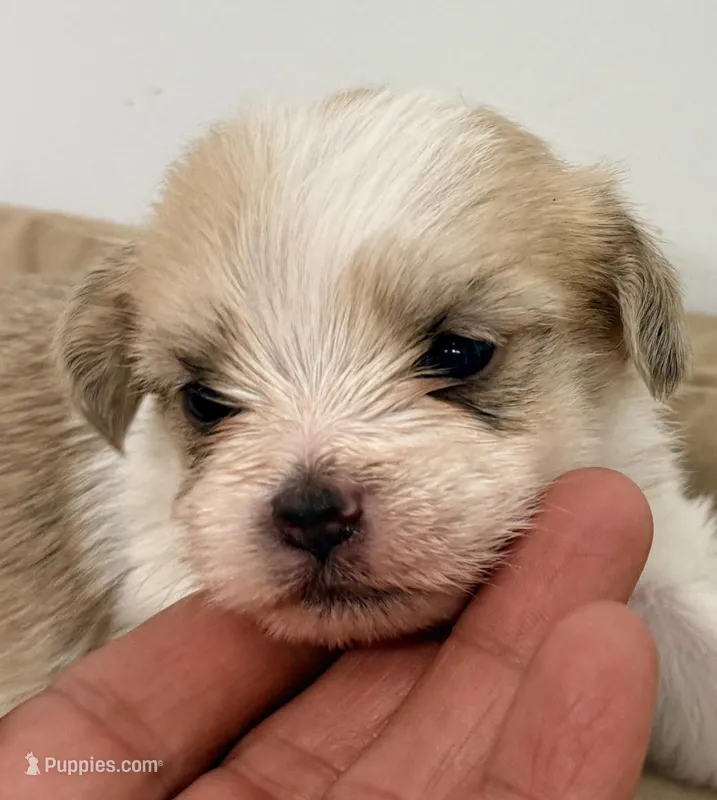 Trixie – Maltipom puppy for sale in Northport, AL
