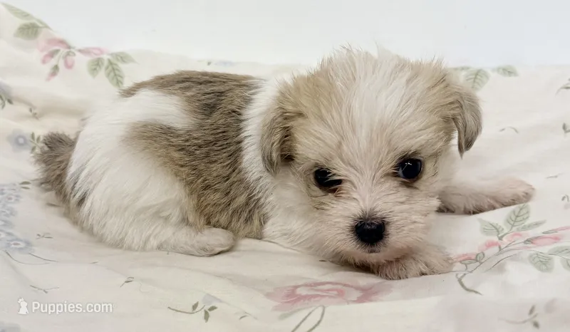 Trixie – Maltipom puppy for sale in Northport, AL