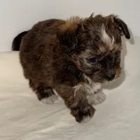 Ella, a female Yorkipoo for sale in Northport, AL – Photo 6 of 6