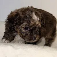 Ella, a female Yorkipoo for sale in Northport, AL – Photo 5 of 6