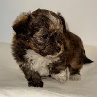 Ella, a female Yorkipoo for sale in Northport, AL – Photo 4 of 6