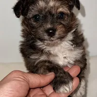 Ella, a female Yorkipoo for sale in Northport, AL – Photo 3 of 6