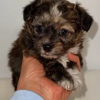 Ella, a female Yorkipoo for sale in Northport, AL – Photo 2 of 6