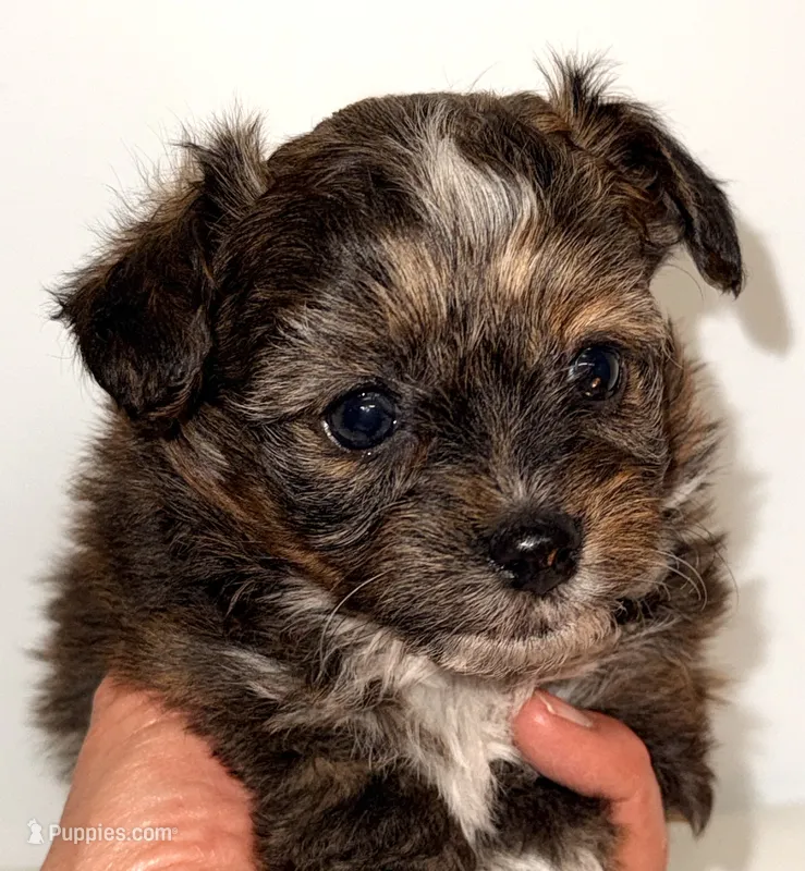 Ella – Yorkipoo puppy on hold in Northport, AL