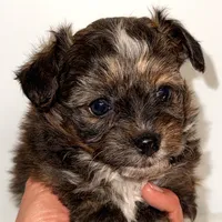 Ella, a female Yorkipoo for sale in Northport, AL – Photo 1 of 6