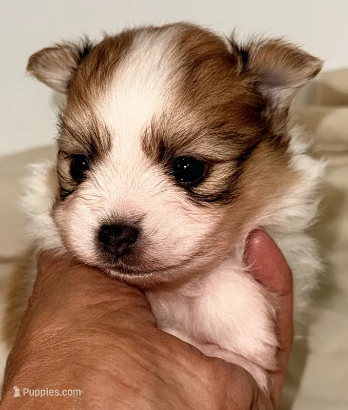 Brody – Pomeranian puppy for sale in Northport, AL