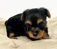 Milly, a female Yorkshire Terrier for sale in Northport, AL – 1 of 1