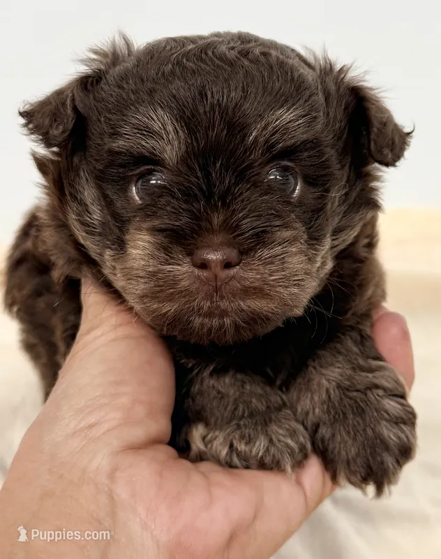 Morgan – Shihpoo puppy for sale in Northport, AL