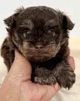 Morgan, a male Shihpoo for sale in Northport, AL – 1 of 5